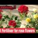 What fertilizer is good for roses?