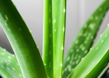 pruning aloe vera