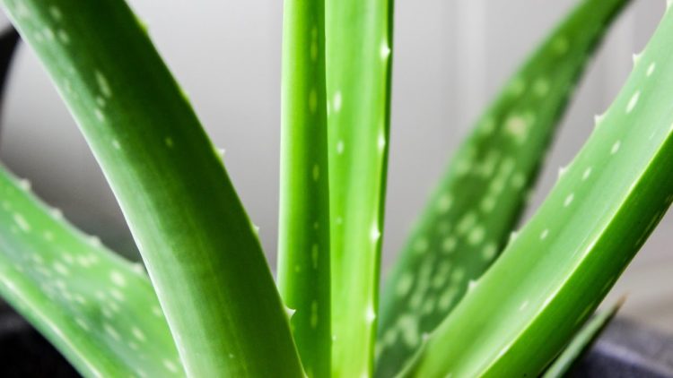 pruning aloe vera