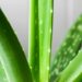 pruning aloe vera