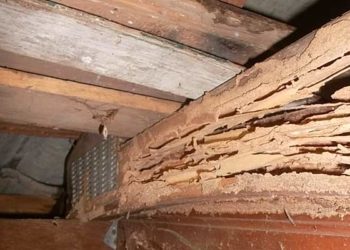 Does termite damaged wood need to be removed?