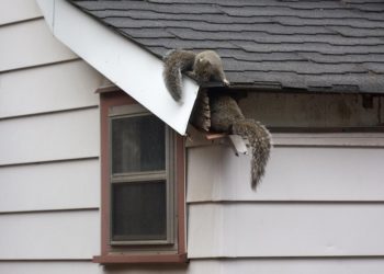 How do I get rid of birds in my loft?