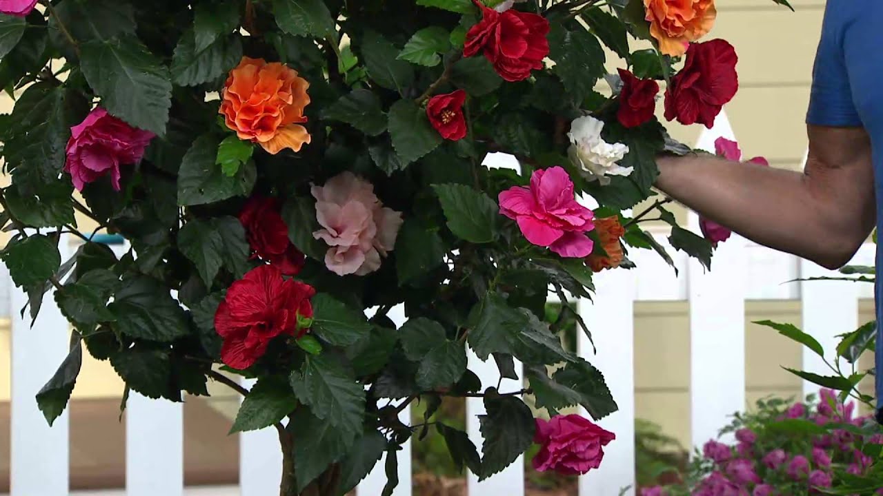 how-do-you-get-a-hibiscus-to-bloom