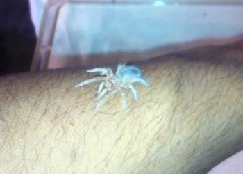 how to remove spider poop from fabric