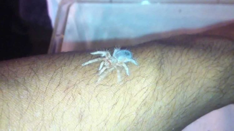 how to remove spider poop from fabric