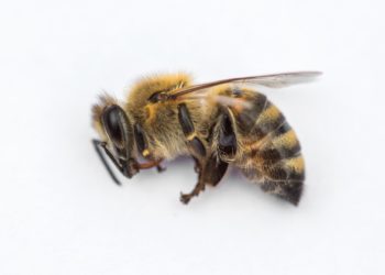 What kills bees instantly?