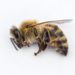 What kills bees instantly?