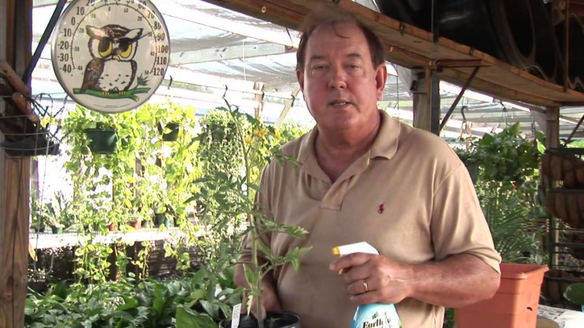 How Do You Get Rid Of Bugs On Tomato Plants