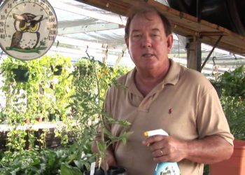 how to keep bugs off tomato plants