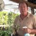 how to keep bugs off tomato plants