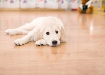 dog saliva stains on wood floor