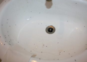 bugs in sink at night