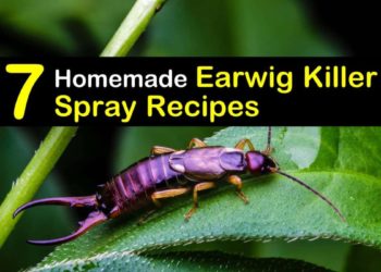 best spray to get rid of earwigs