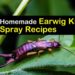 best spray to get rid of earwigs