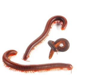 millipede control granules