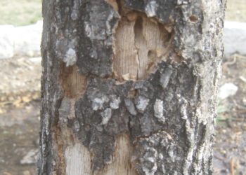 wood borers in oak trees
