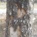 wood borers in oak trees