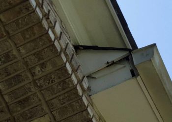 wasp nest soffit