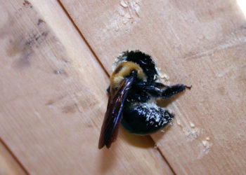 how to keep bees from boring holes in wood