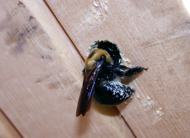 how to keep bees from boring holes in wood