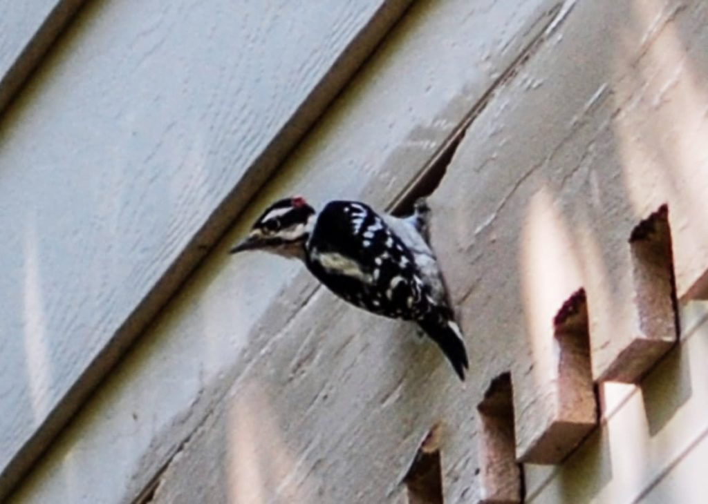 How do you get rid of woodpeckers?