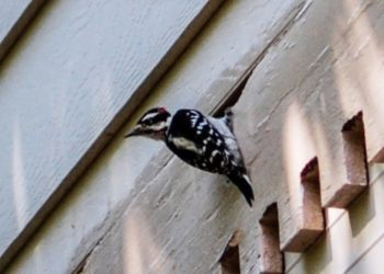 How do I get rid of a woodpecker in my attic?