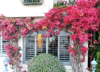 how to train bougainvillea trellis