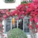 how to train bougainvillea trellis