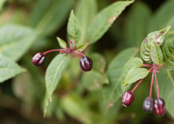 how do i grow fuchsias from seed