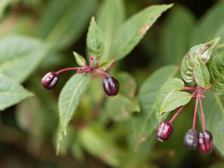 how do i grow fuchsias from seed