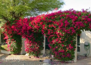 bougainvillea trellis arch