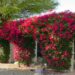 bougainvillea trellis arch