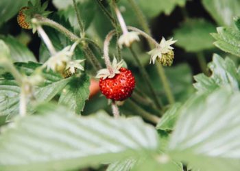 growing strawberries indoors