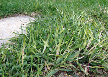 how to eliminate quackgrass from lawn