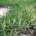 how to eliminate quackgrass from lawn