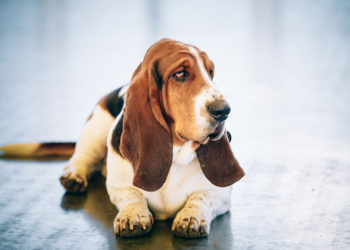 How can I keep my dogs bed from smelling?