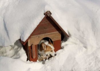 What can I put in my dog's house to keep him warm?