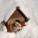 What can I put in my dog's house to keep him warm?
