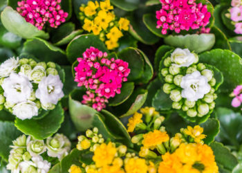 kalanchoe soil requirements