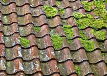 moss on clay roof tiles