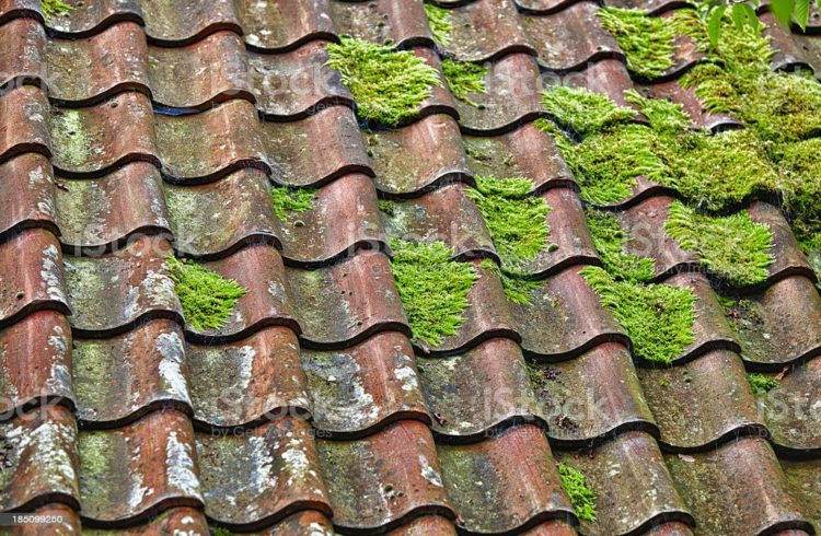 how-do-you-keep-moss-from-growing-on-a-tiled-roof