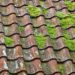moss on clay roof tiles