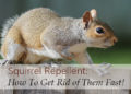 What is the best squirrel repellent?
