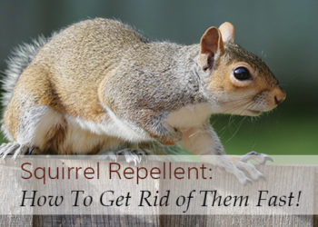 What is the best squirrel repellent?