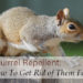 What is the best squirrel repellent?
