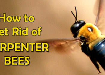 how to treat wood to keep carpenter bees away