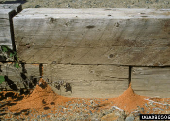 carpenter ant dump pile