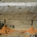 carpenter ant dump pile