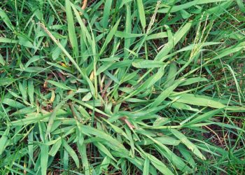 Is St Augustine grass the same as crabgrass?