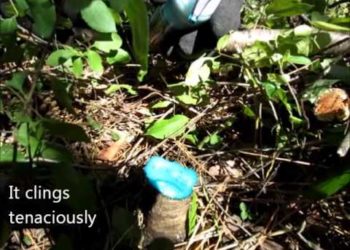 kill weeds not plants